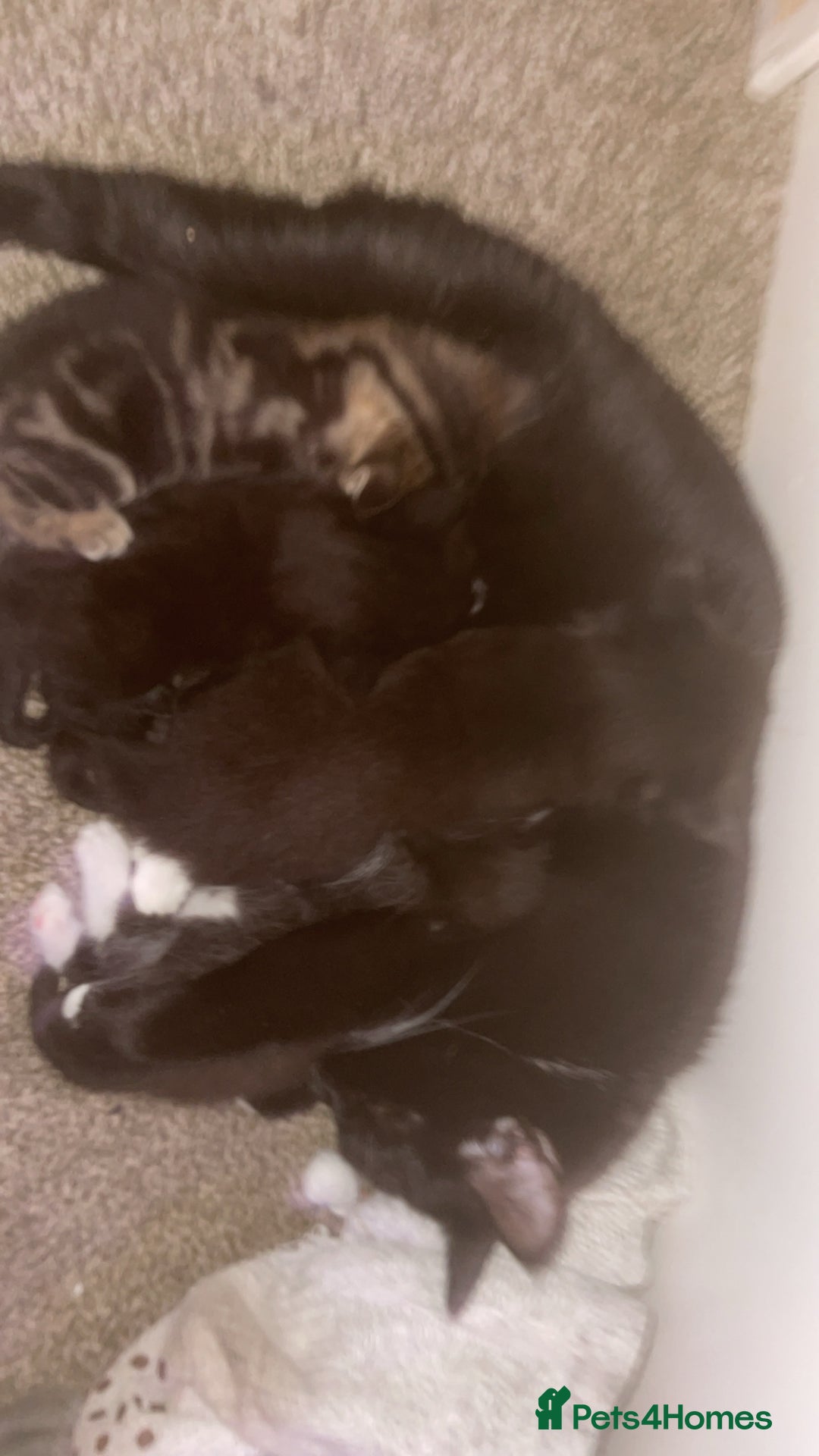 Mixed Breed cats for sale: 3 kittens waiting for a happy home - Image 9