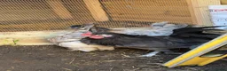 Mixed Breed poultry for sale: Chickens - Advert 4