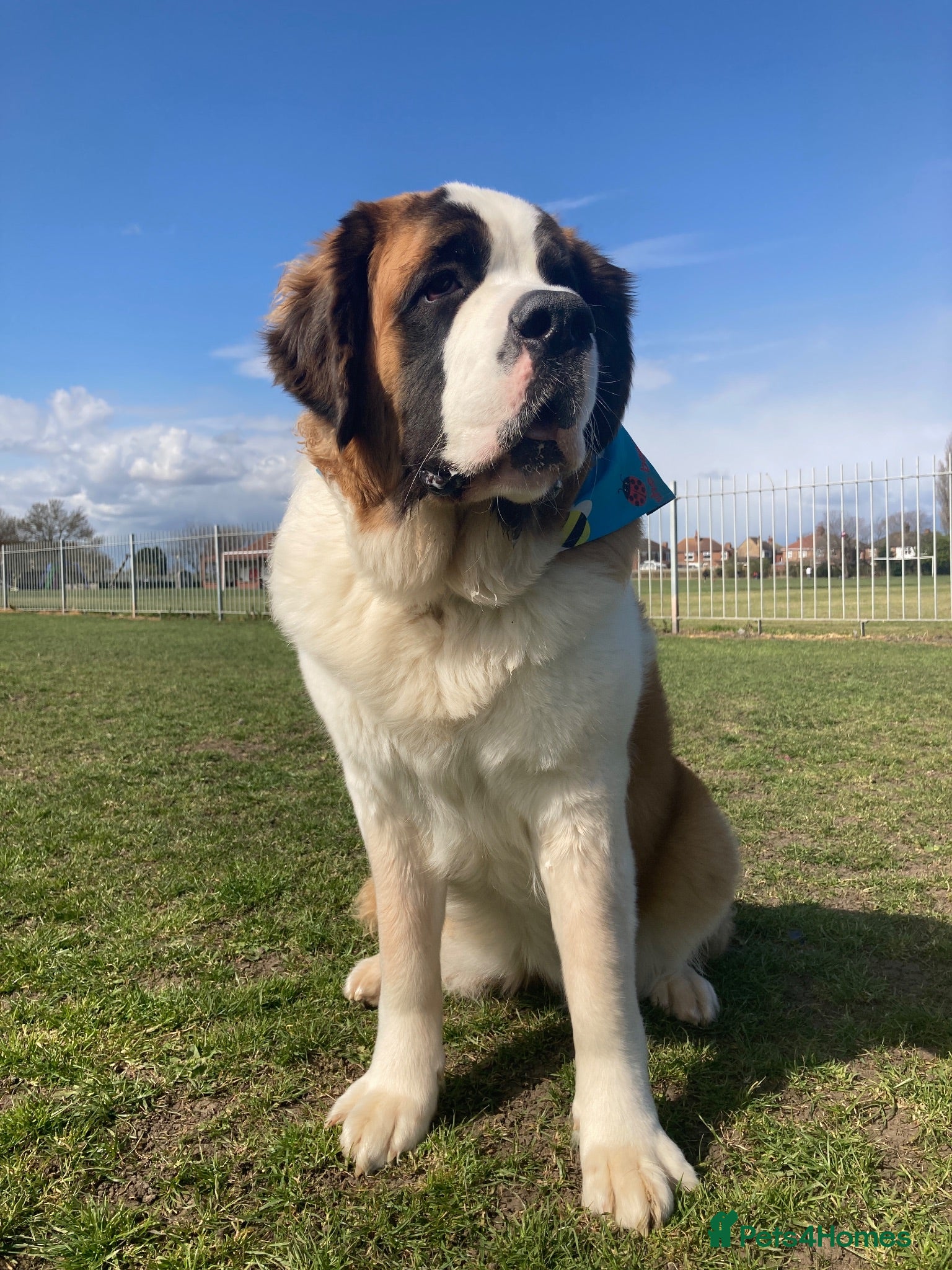 Saint Bernard dogs Saint Bernard puppies  - Advert 1