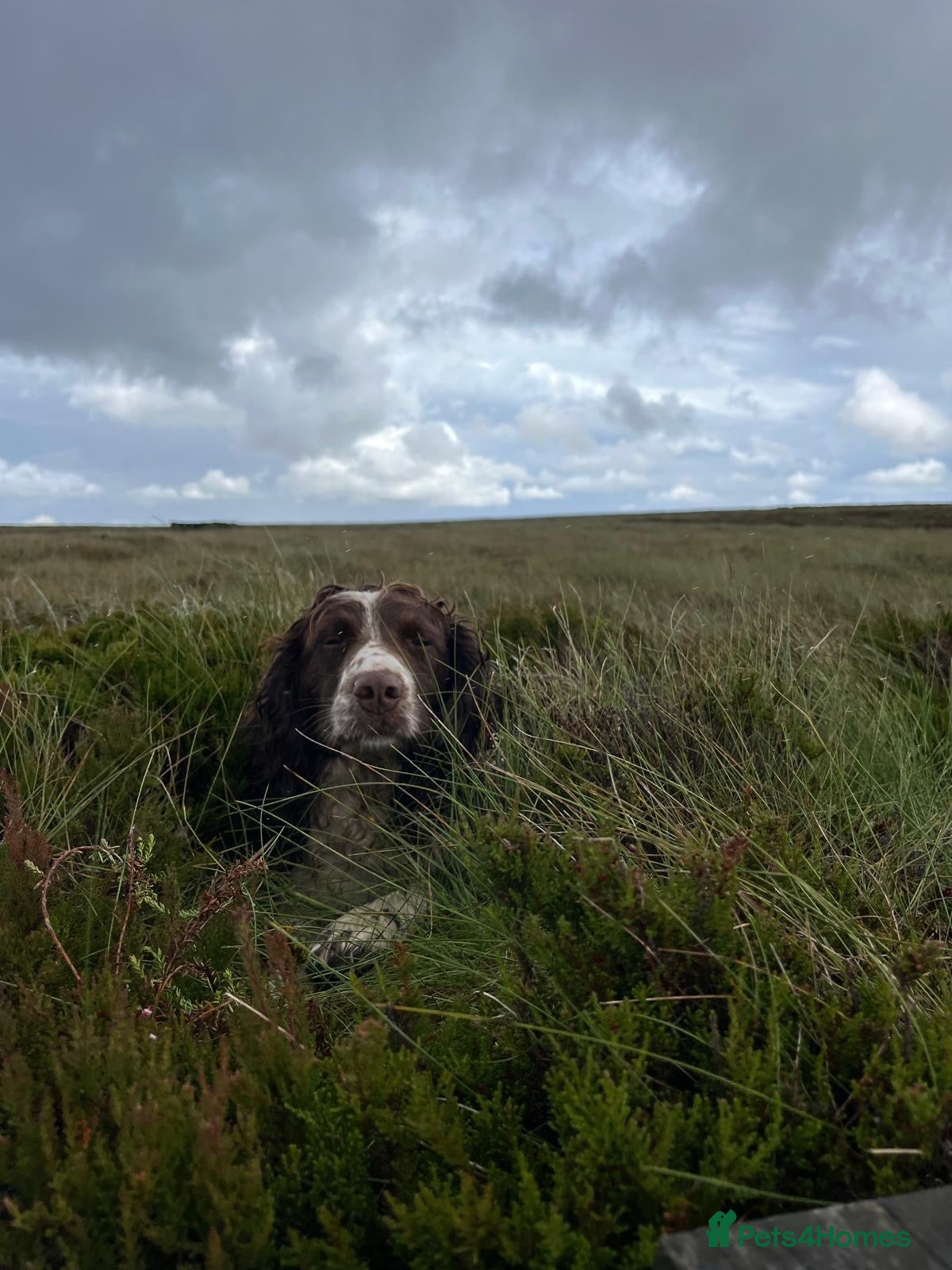 English Springer Spaniel dogs RON - IVANGAR SNUFFLES - Advert 2
