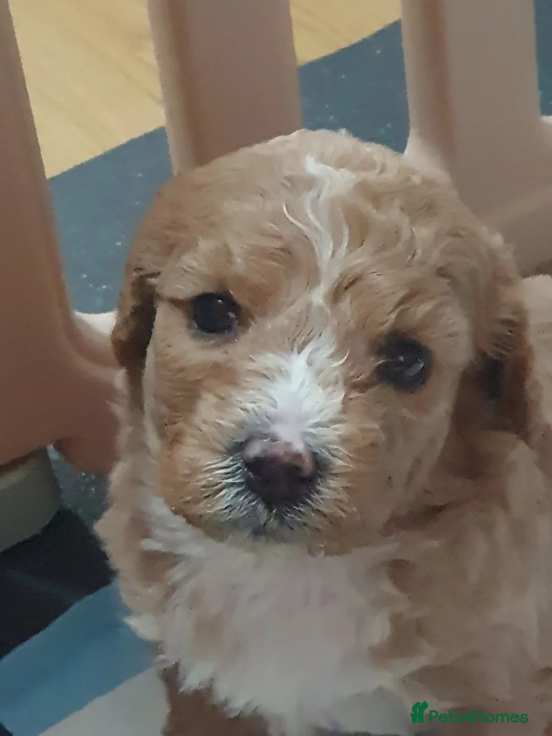 Mixed Breed dogs for sale: Beautiful little of cavapoochon puppies - Advert 21