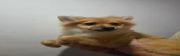 Pomeranian dogs for sale: Pomeranian puppies - Advert 3