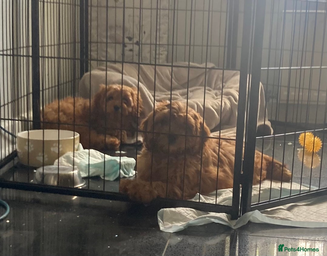 Cavapoo dogs for sale: 🐶🐩STUNNING MINIATURE CAVAPOO PUPPIES🐩🐶 - Image 7