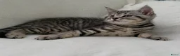 British Shorthair cats for sale: Beautiful silver spotted  tabbies - Advert 6