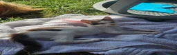 Mixed Breed cats for sale: Adorable Kittens ready for their forever homes - Advert 3