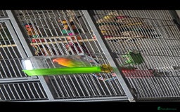 Lovebirds birds for sale: Pair of 7 months lutino lovebirds - Image 5