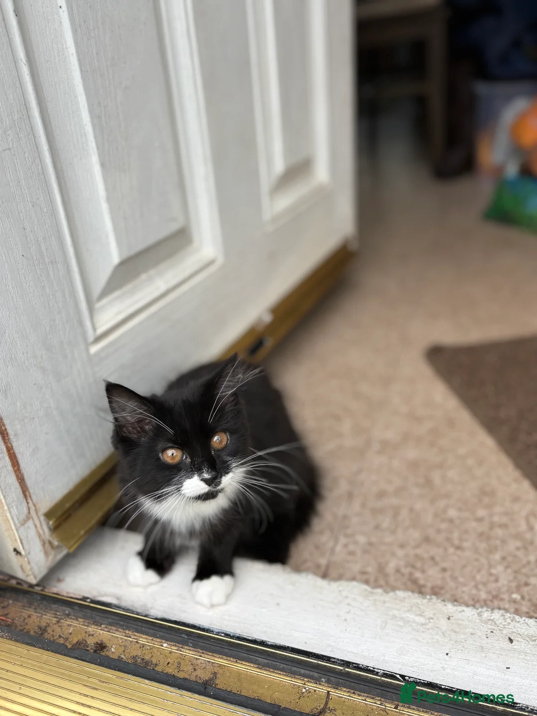 Mixed Breed cats for sale: Long haired kitten for sale  in Nottingham - Advert 6