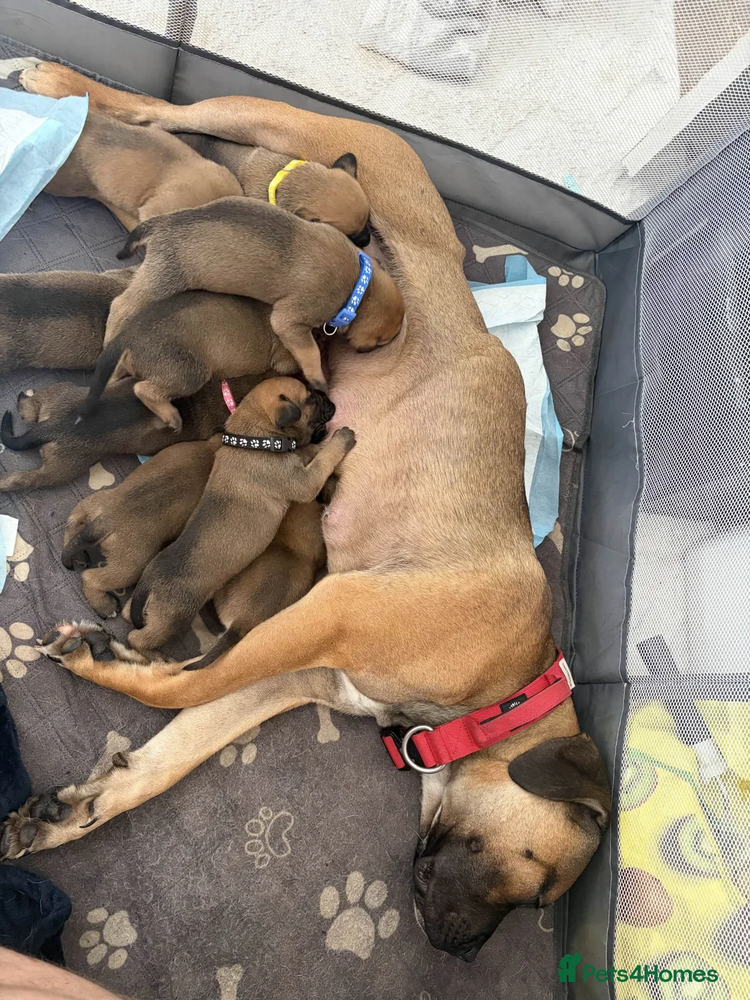 Mixed Breed dogs for sale: Hybrid Mastiffs (Ready in 6 weeks) - Advert 2