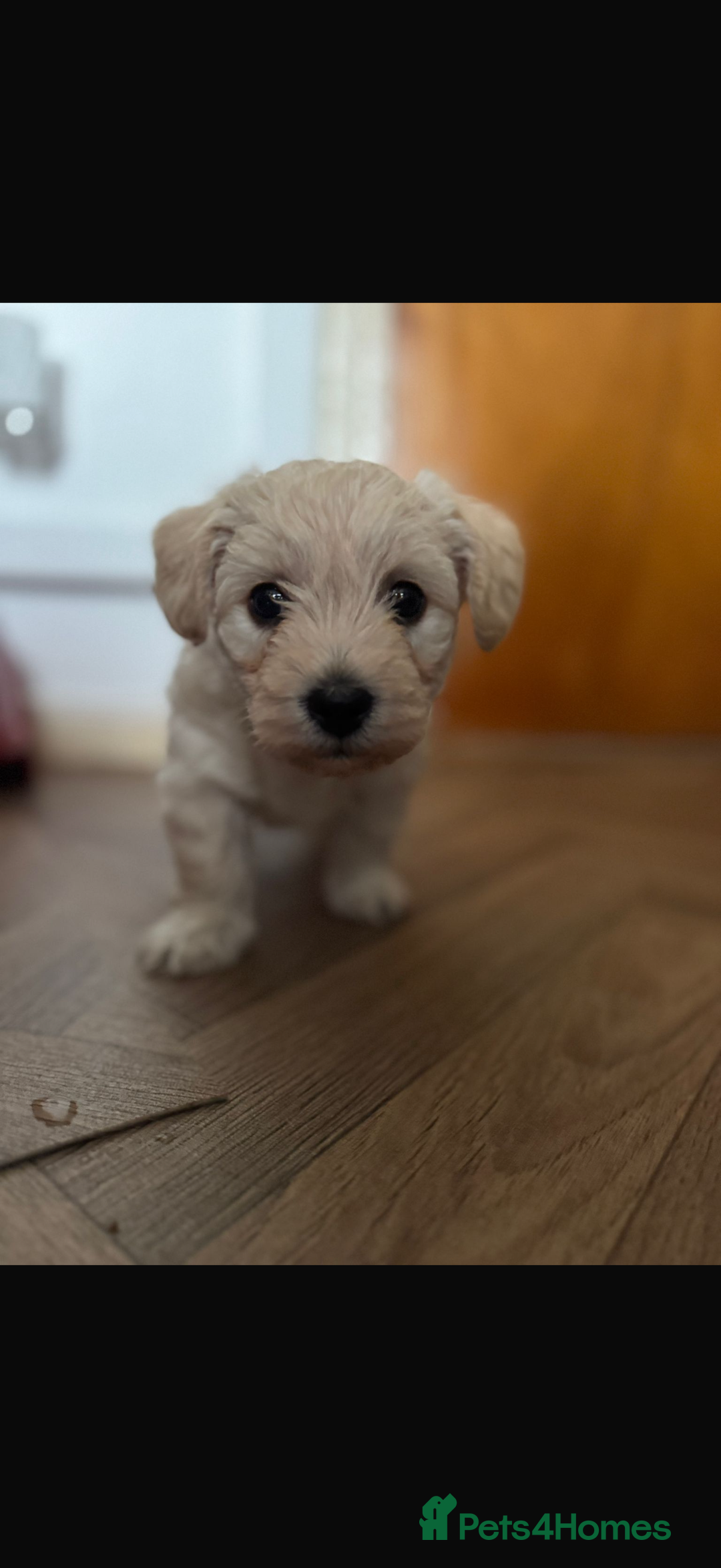 Mixed Breed dogs for sale: Adorable westiepoo’s - Advert 2