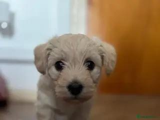 Mixed Breed dogs Adorable westiepoo’s - Advert 8