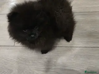 Pomeranian dogs Pretty Pomeranians - Advert 4