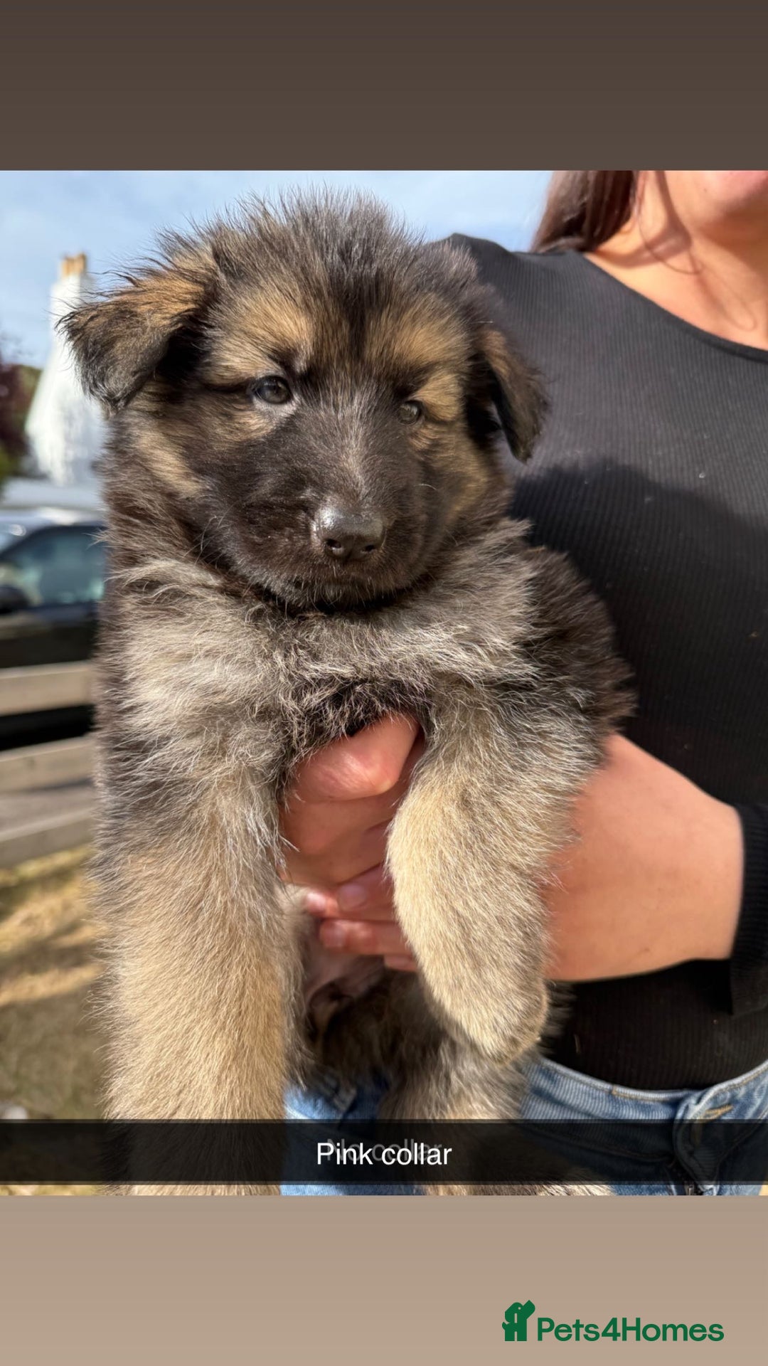 German Shepherd dogs for sale: German shepherd puppies  - Image 2