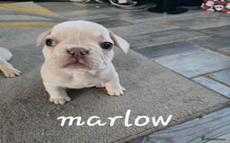 French Bulldog dogs for sale: KC Platinum French Bulldog Boy–Carrying Fluffy 🐾 - Image 1