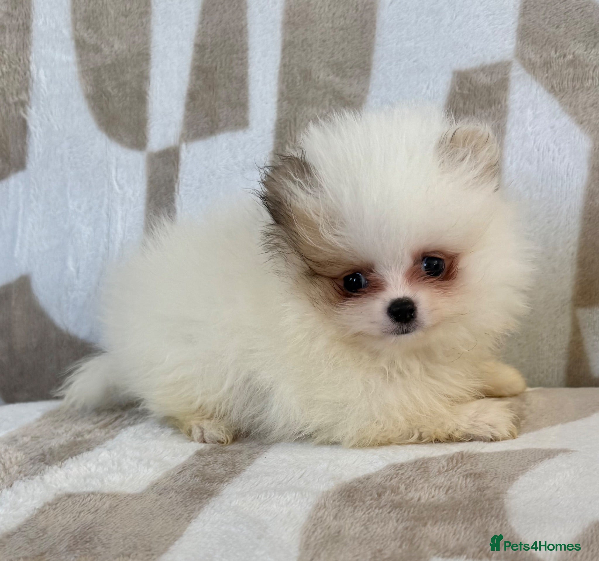 Pomeranian dogs Tiny Russian Teddy Pomeranians  - Advert 17