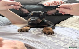 Dobermann dogs for sale: Beautiful Doberman puppies 3 boys 3 girls for sale - Image 24