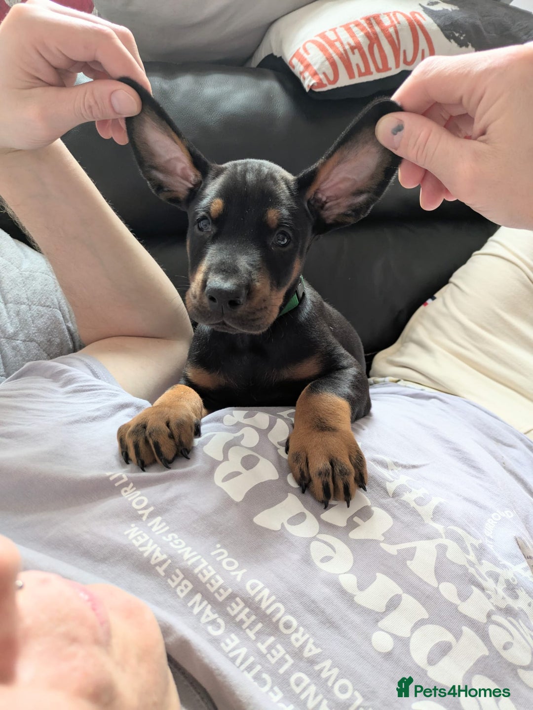 Dobermann dogs for sale: Beautiful Doberman puppies 3 boys 3 girls for sale - Image 24