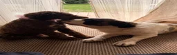 Mixed Breed dogs for sale: Bernedoodle puppy for sale  - Advert 14
