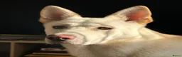 German Shepherd dogs for sale: White German Shepherd Dog 6 Years Old - Advert 2