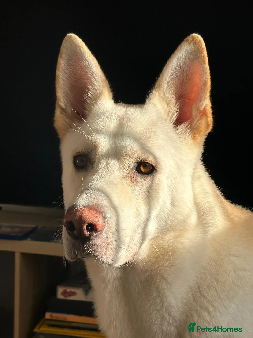 German Shepherd dogs for sale: White German Shepherd Dog 6 Years Old - Advert 2