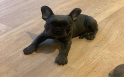 French Bulldog dogs for sale: 💙🩷Stunning French Bulldog Puppies🐾💙🩷 - Image 5