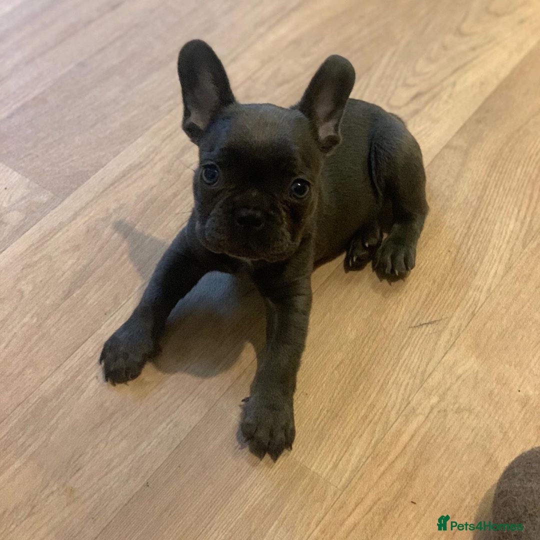 French Bulldog dogs for sale: 💙🩷Stunning French Bulldog Puppies🐾💙🩷 - Image 5