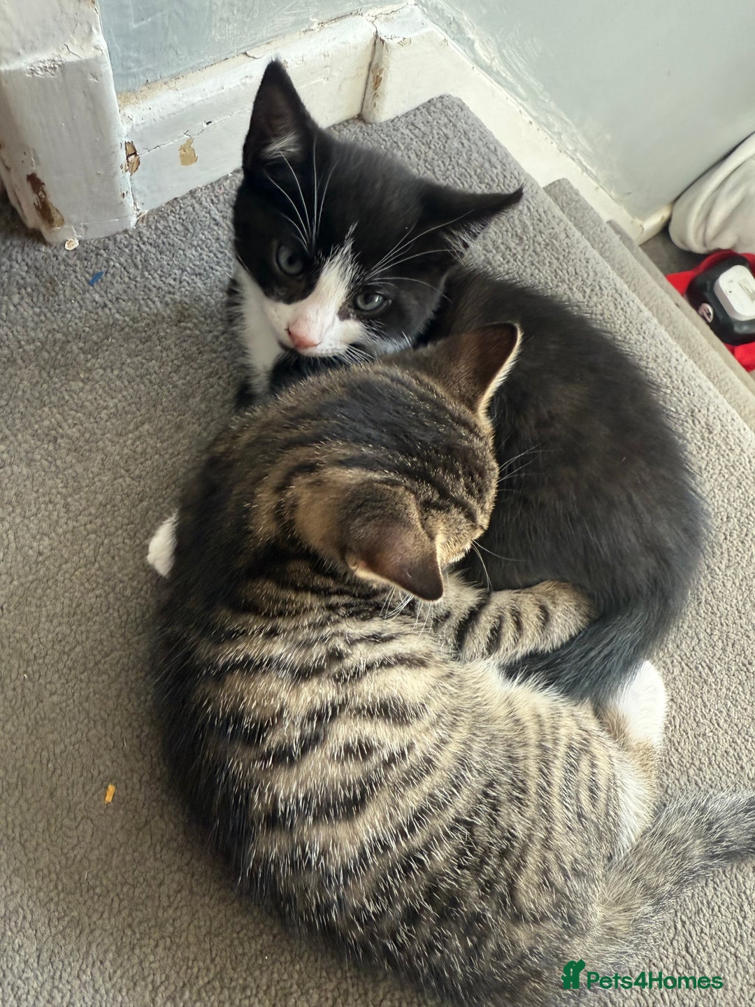 Domestic Shorthair cats for sale: Two kittens ready to leave for their forever home  - Image 3