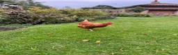 Chickens poultry for sale: Laying hen for sale - Advert 3