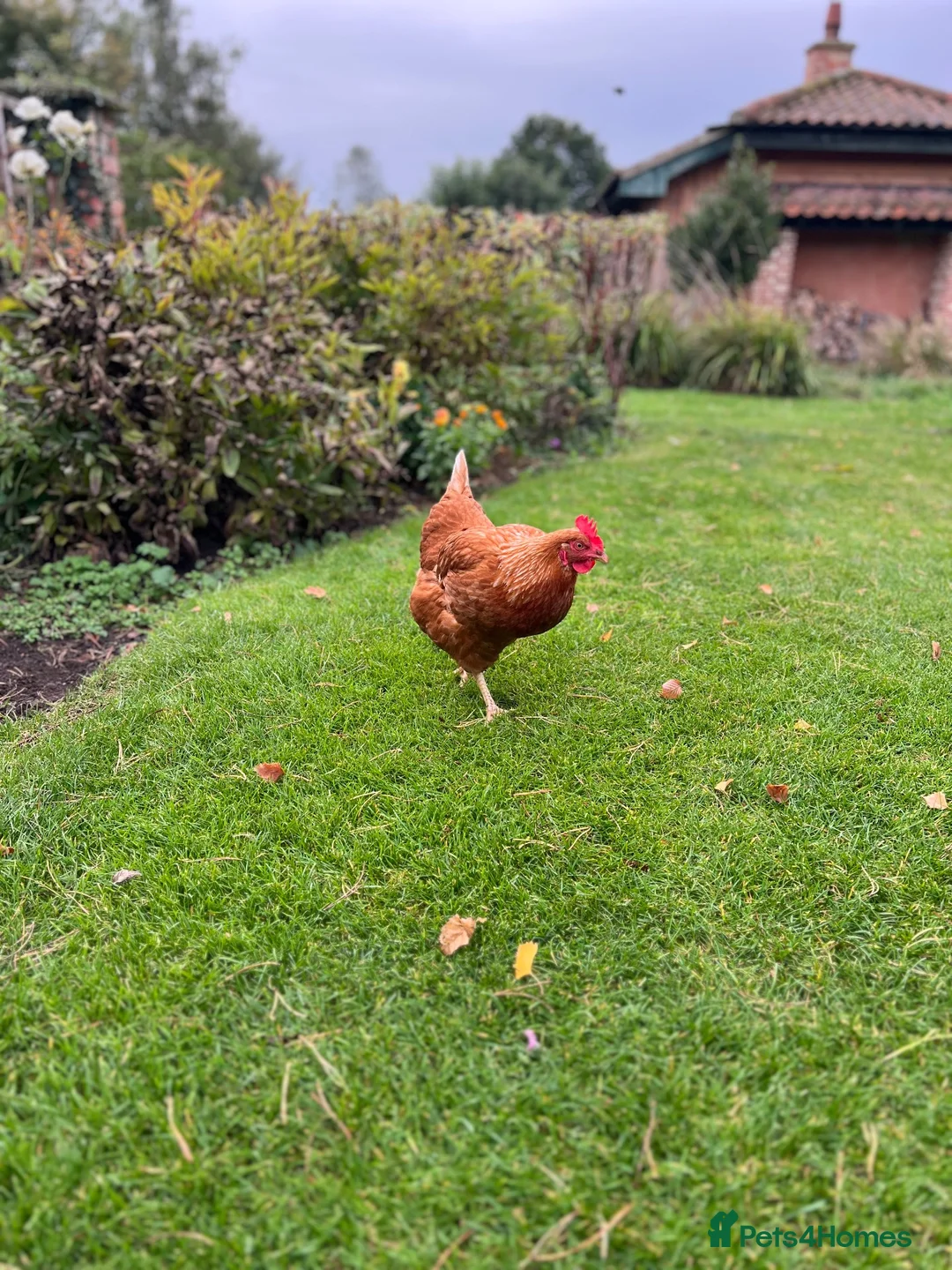 Chickens poultry for sale: Laying hen for sale - Advert 3