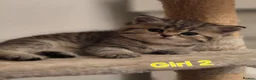 Scottish Fold cats for sale: Adorable Scottish Fold and Straight kittens 💙💜  - Advert 9