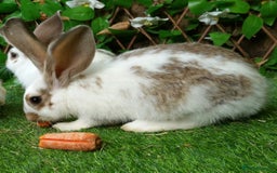 Continental Giant rabbits for sale: Giant Papillon Baby Boys  - Vaccinated - Reserve - Image 9