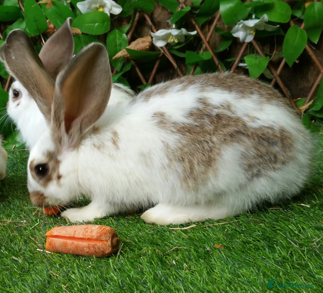 Continental Giant rabbits for sale: Giant Papillon Baby Boys  - Vaccinated - Reserve - Image 9