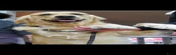 Golden Retriever dogs for stud: Charlie in Twickenham - Advert 5