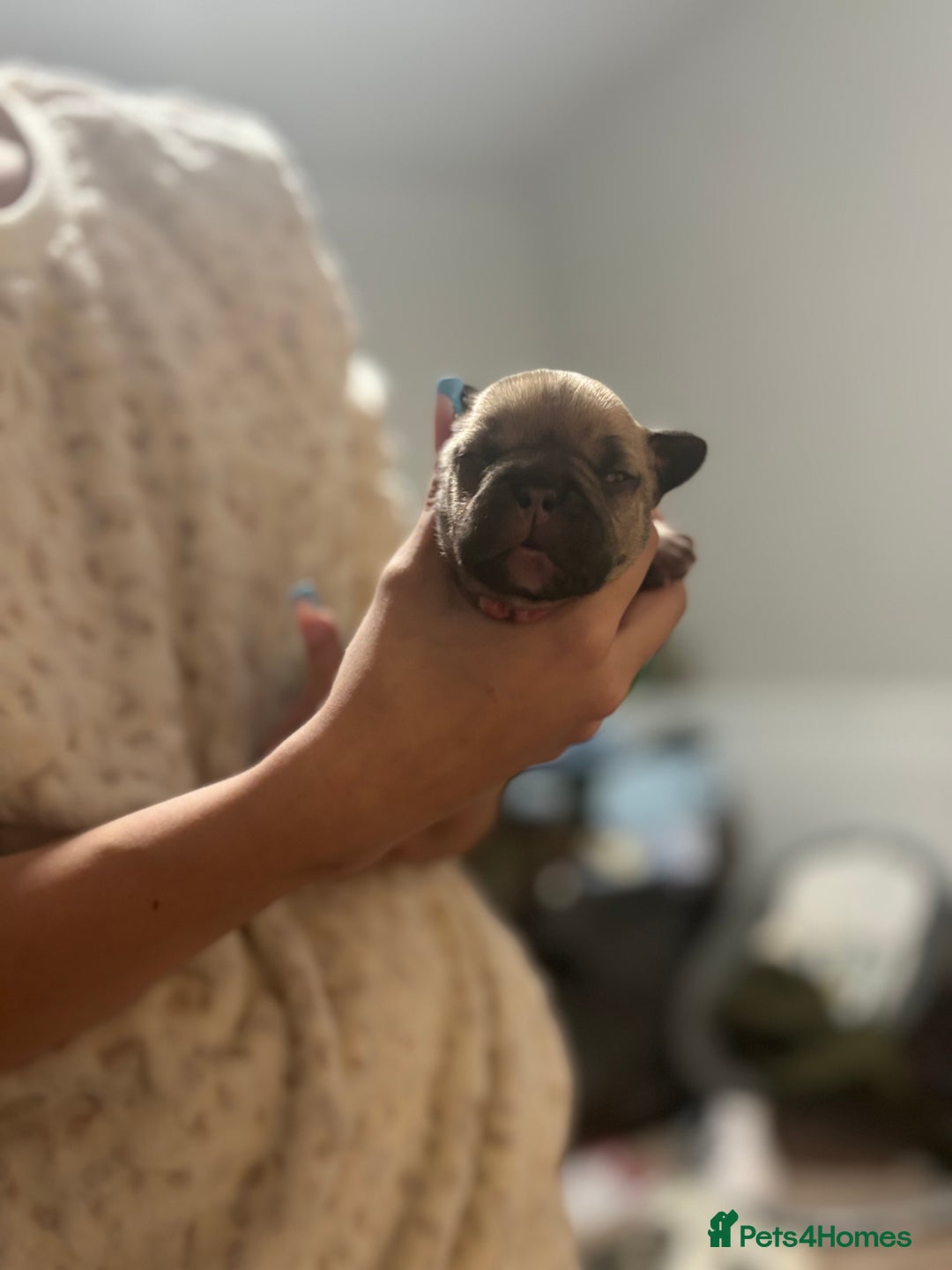 Mixed Breed dogs for sale: Frenchie/pocket bully pups for sale - Image 6