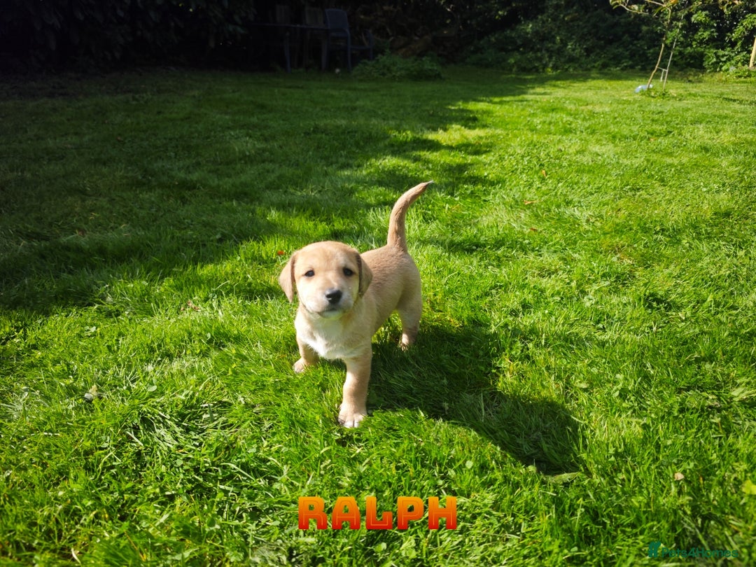 Mixed Breed dogs for sale: Parson Russell Cross Puppies  - Image 18