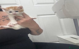 Mixed Breed cats for sale: Male & female kitten for sale  - Image 5
