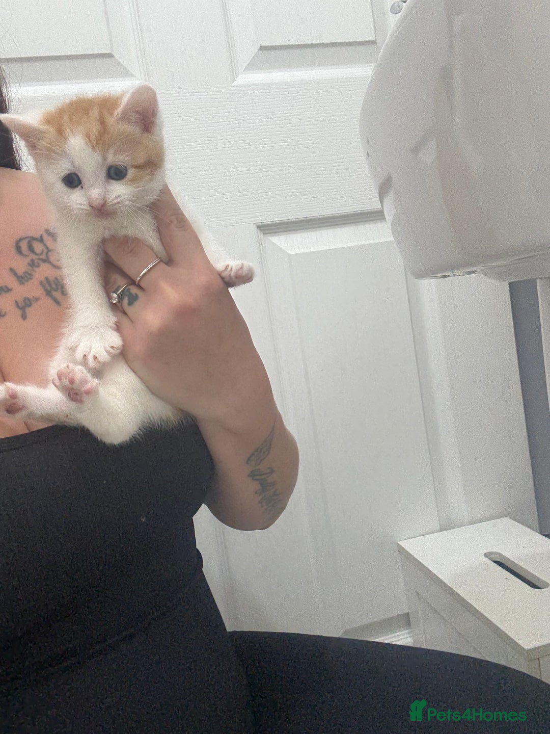 Mixed Breed cats for sale: Male & female kitten for sale  - Image 5