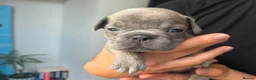 French Bulldog dogs for sale: French Bulldog Puppies – Ready 11th July  in Rossendale - Advert 16