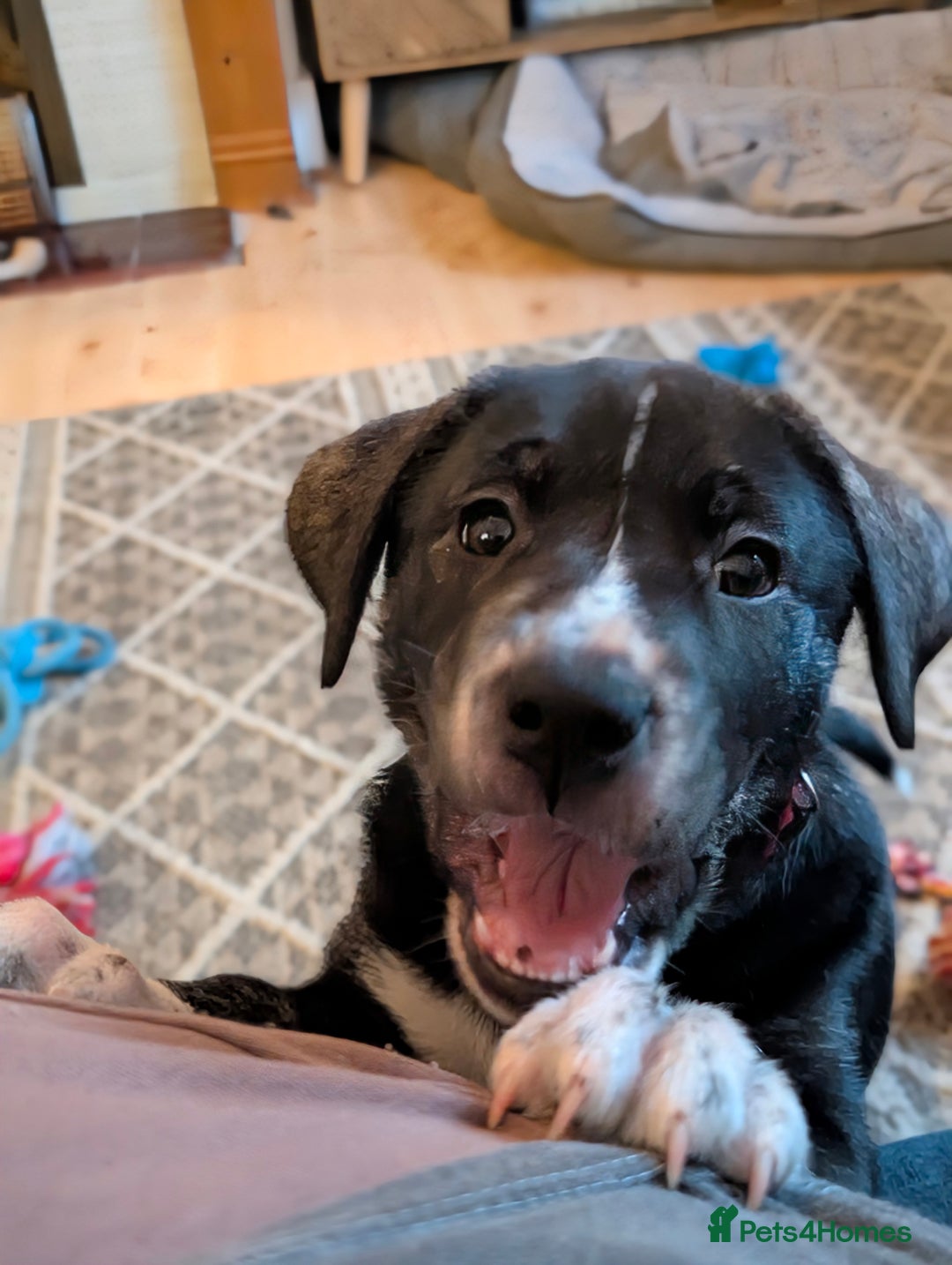 Mixed Breed dogs for sale: Two beautiful Staffy x Husky puppies  - Image 34