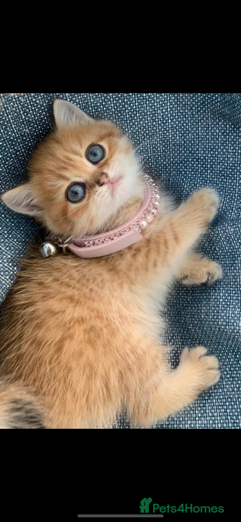 British Shorthair cats GCCF champion lines BSH Golden chinchilla kittens  - Advert 7