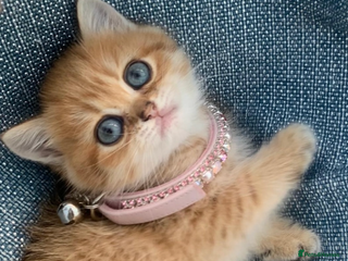 British Shorthair cats GCCF champion lines BSH Golden chinchilla kittens - Advert 7