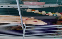Rat rodents for sale: 2 male rats  - Image 4