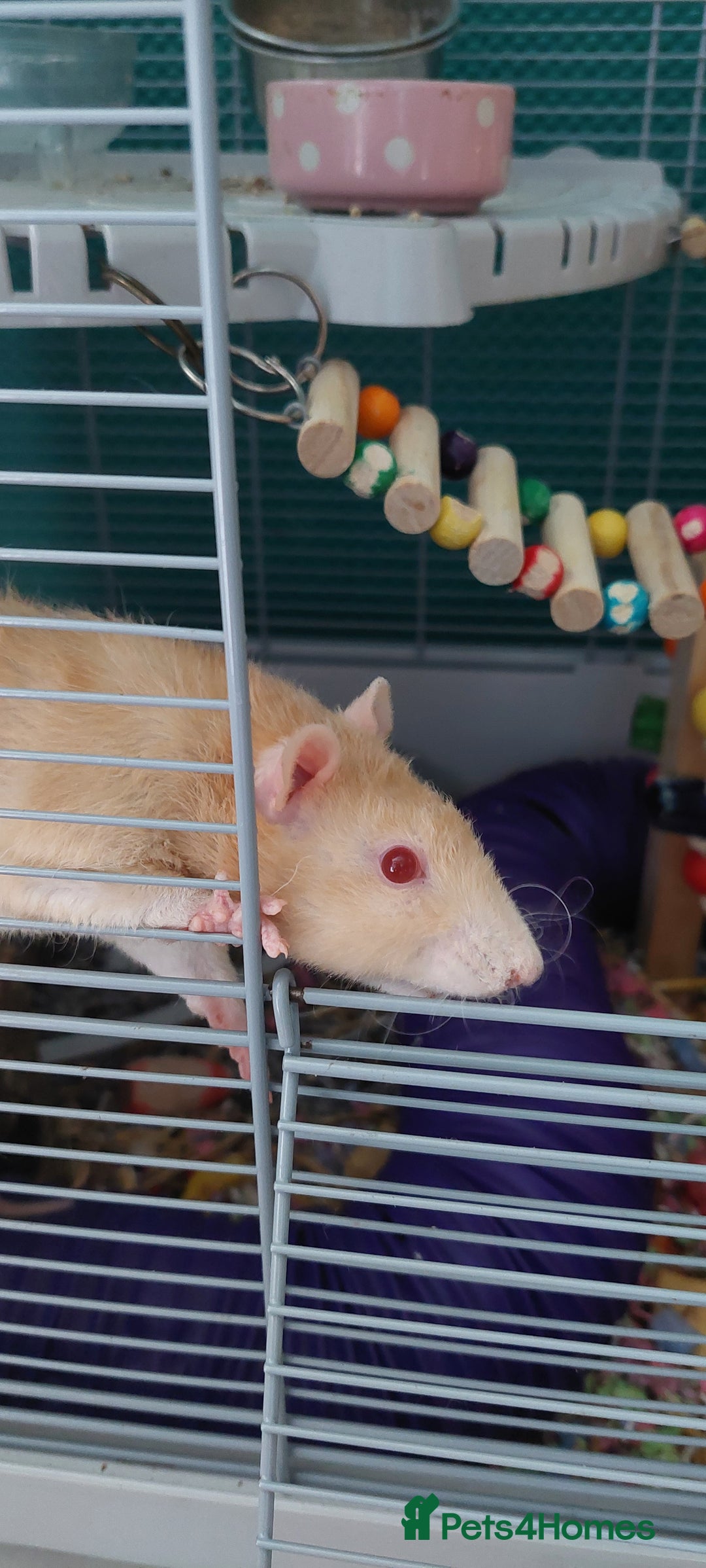 Rat rodents for sale: 2 male rats  - Image 4