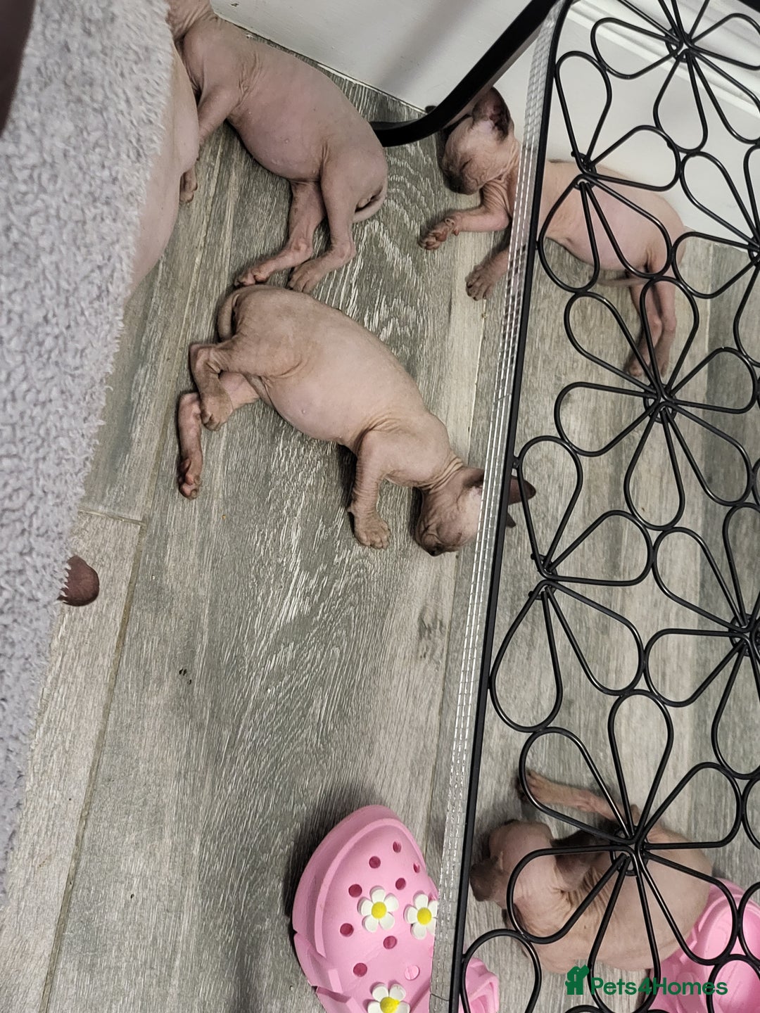 Sphynx cats for sale: Sphinx happy girls any info pleas message  - Advert 8