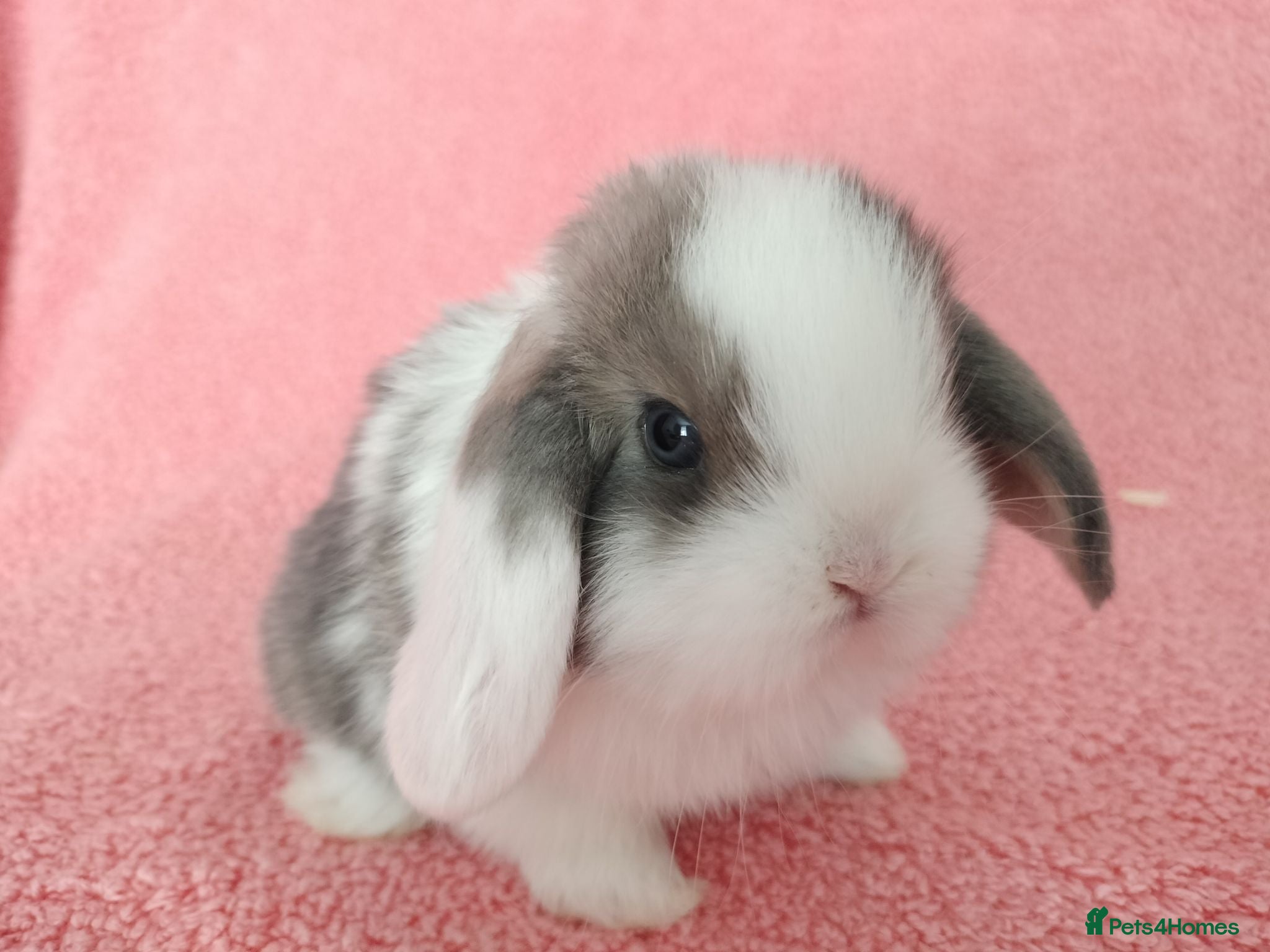 Mini Lop rabbits Baby mini lops for sale  - Advert 11
