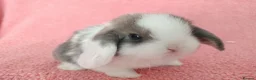 Mini Lop rabbits for sale: Baby mini lops for sale  - Advert 2