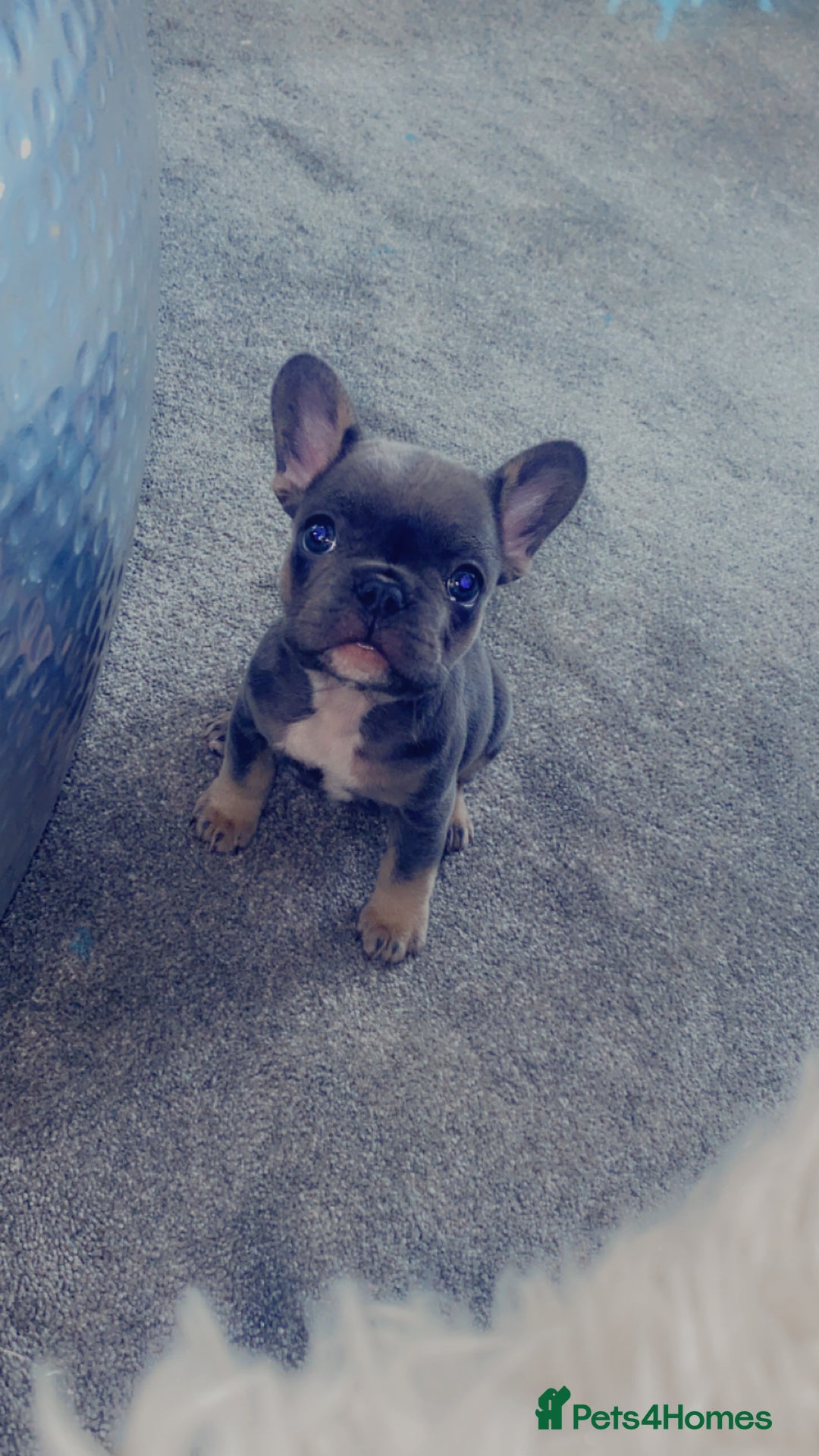 French Bulldog dogs for stud: NEWSHADE ISABELLA FLUFFY STUD - Image 13