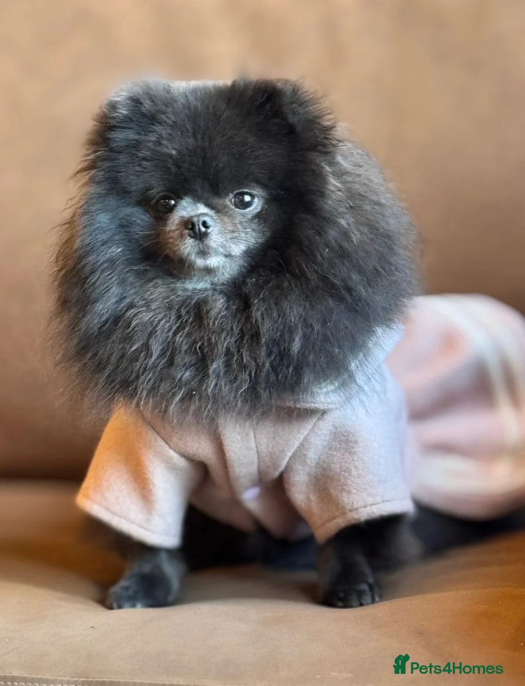 Pomeranian dogs for sale: Mini Black Pomeranian Female 8 months  - Advert 1
