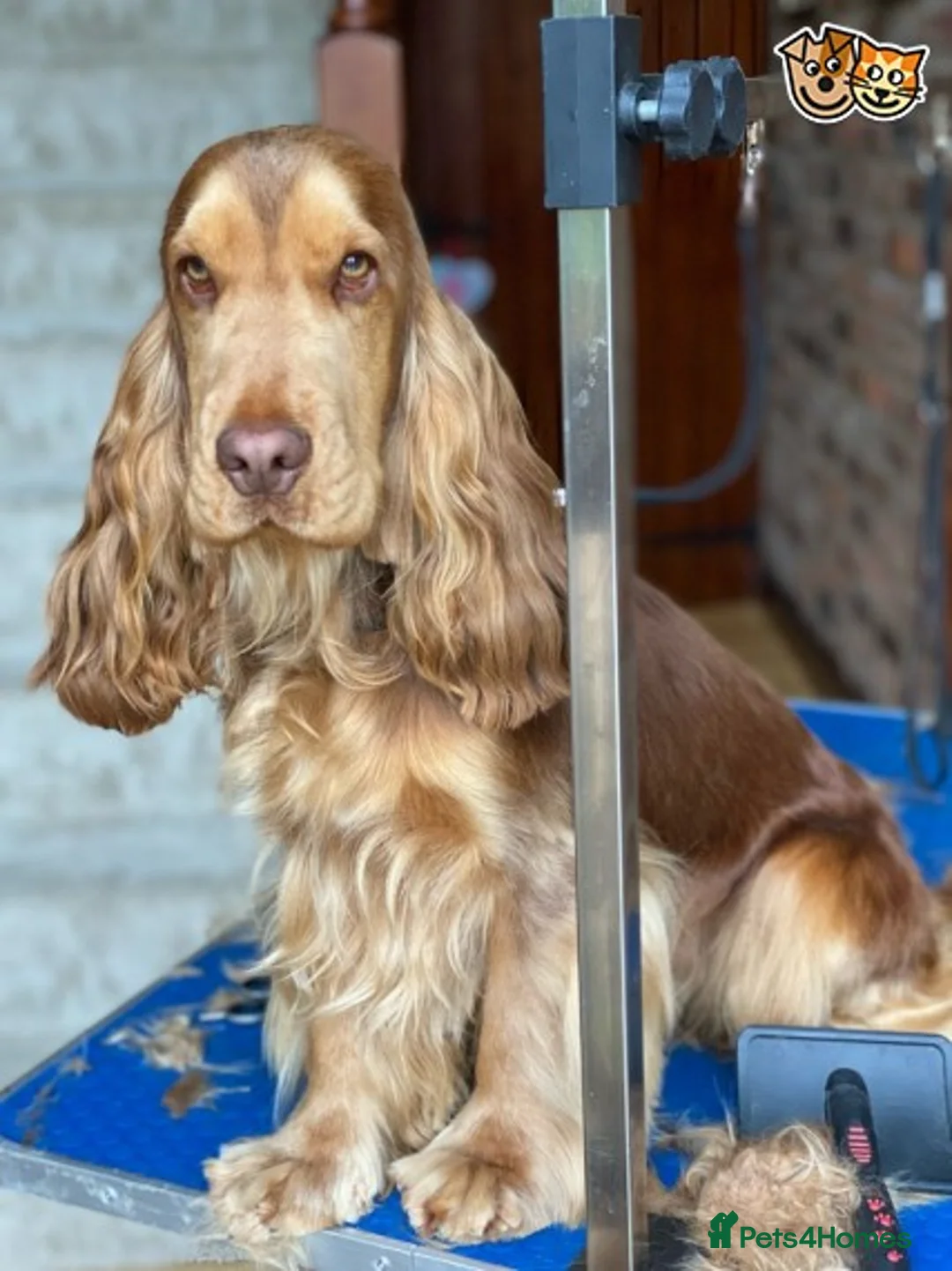 Cocker Spaniel dogs for stud: Stunning Proven Chocolate Sable for Stud in Doncaster - Advert 6