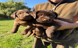 Labrador Retriever dogs for sale: Fantastic kc registered chocolate Labrador puppies - Image 7