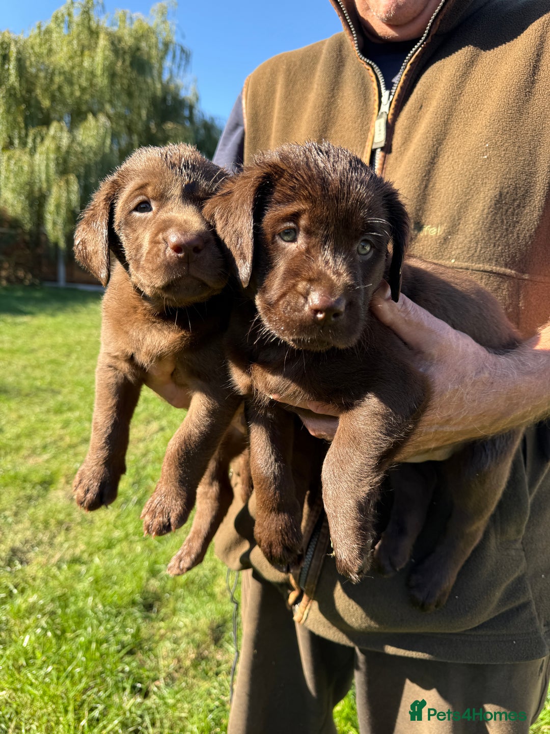 Labrador Retriever dogs for sale: Fantastic kc registered chocolate Labrador puppies - Image 7